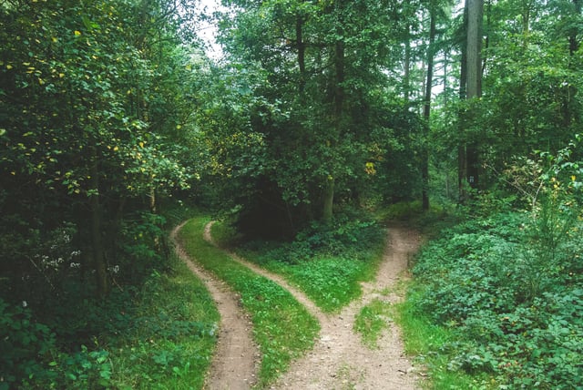 Diverging paths in the woods